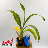 Fredclarkeara After Dark 'SVO Black Pearl' FCC/AOS