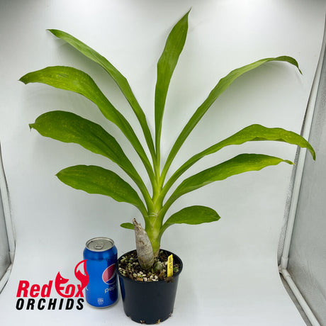 Fredclarkeara After Dark 'SVO Black Pearl' FCC/AOS