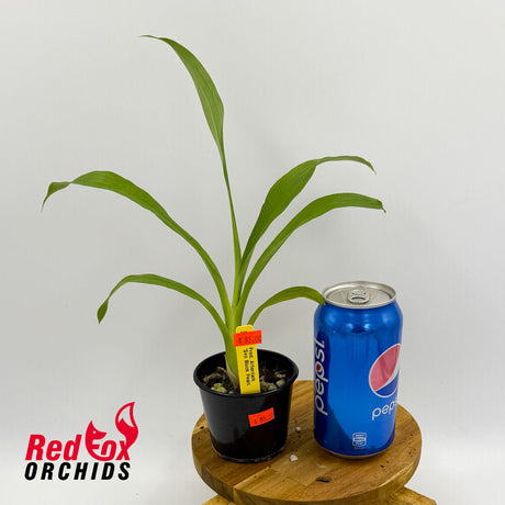 Fredclarkeara After Dark 'SVO Black Pearl' FCC/AOS