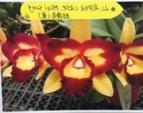 Laeliocattleya Alpha Case x Mini Song