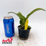 Laeliocattleya Alpha Case x Mini Song