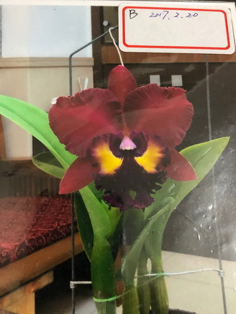 Rhyncholaeliocattleya Too long General x Shinfong Emperor