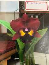 Rhyncholaeliocattleya Too long General x Shinfong Emperor