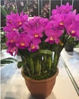 Cattlianthe Sakura Candy
