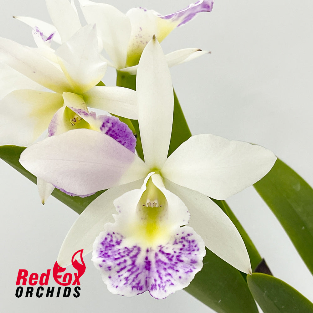 Brassolaeliocattleya Hawaii Stars 'Only One'