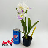 Brassolaeliocattleya Hawaii Stars 'Only One'