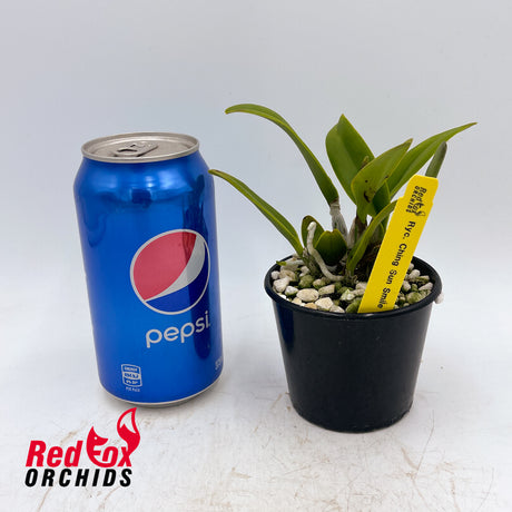 Rhyncatlaelia Ching Sun Smile '#3'