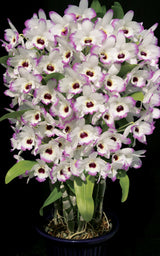 Dendrobium Love Memory Fizz