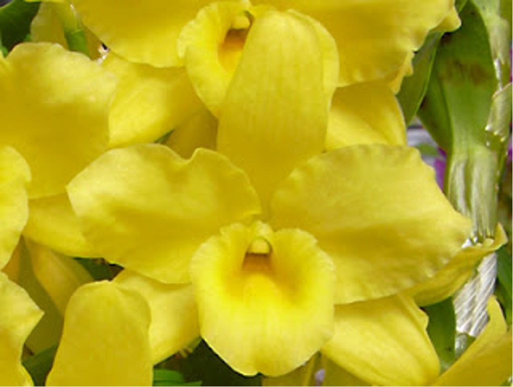Dendrobium Okayama Gold 'Harmony'