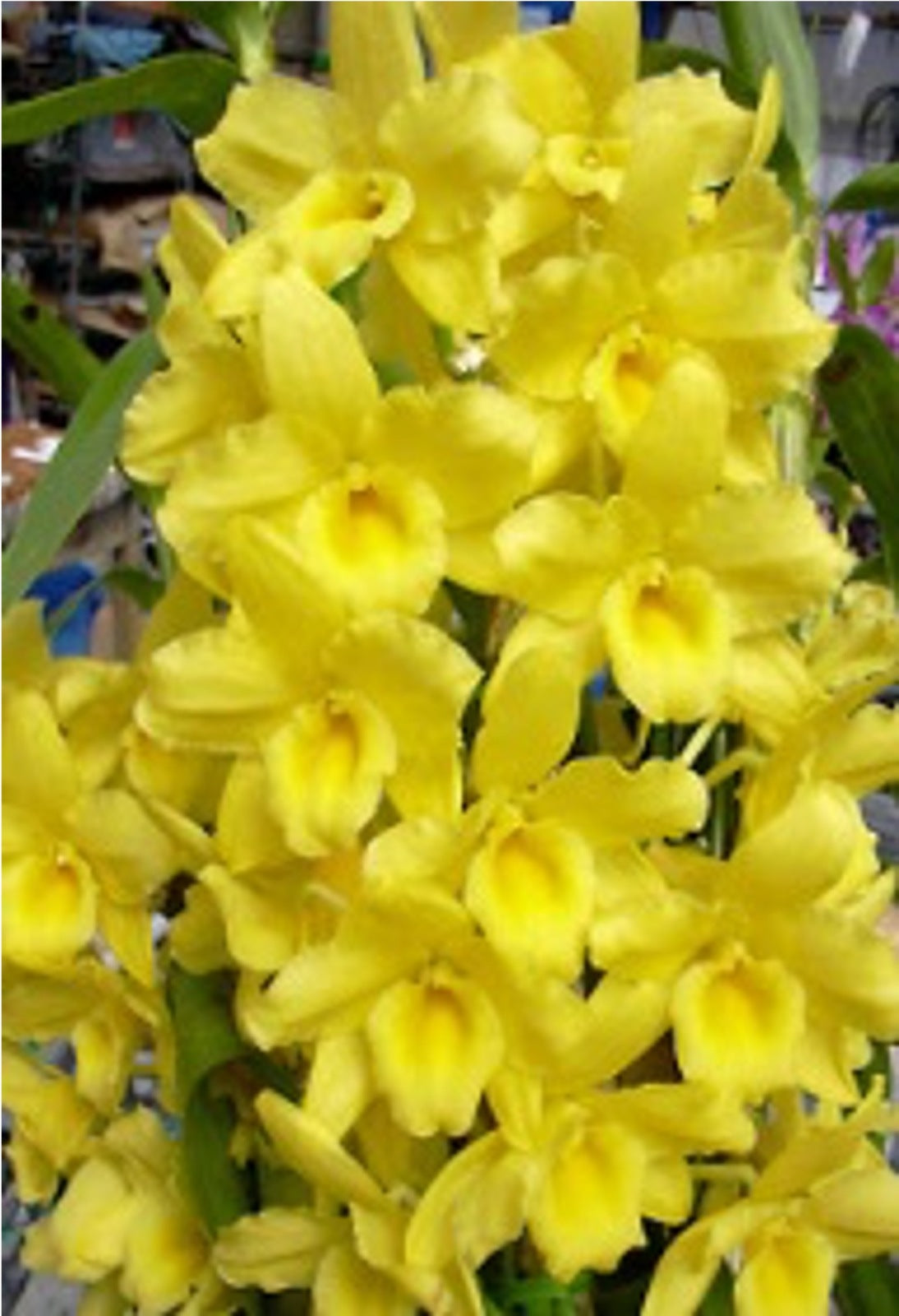 Dendrobium Okayama Gold 'Harmony'