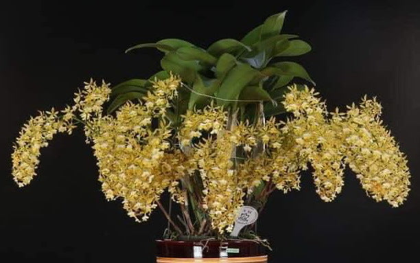 Epidendrum stamfordianum 'Galaxy' SM-TOGA
