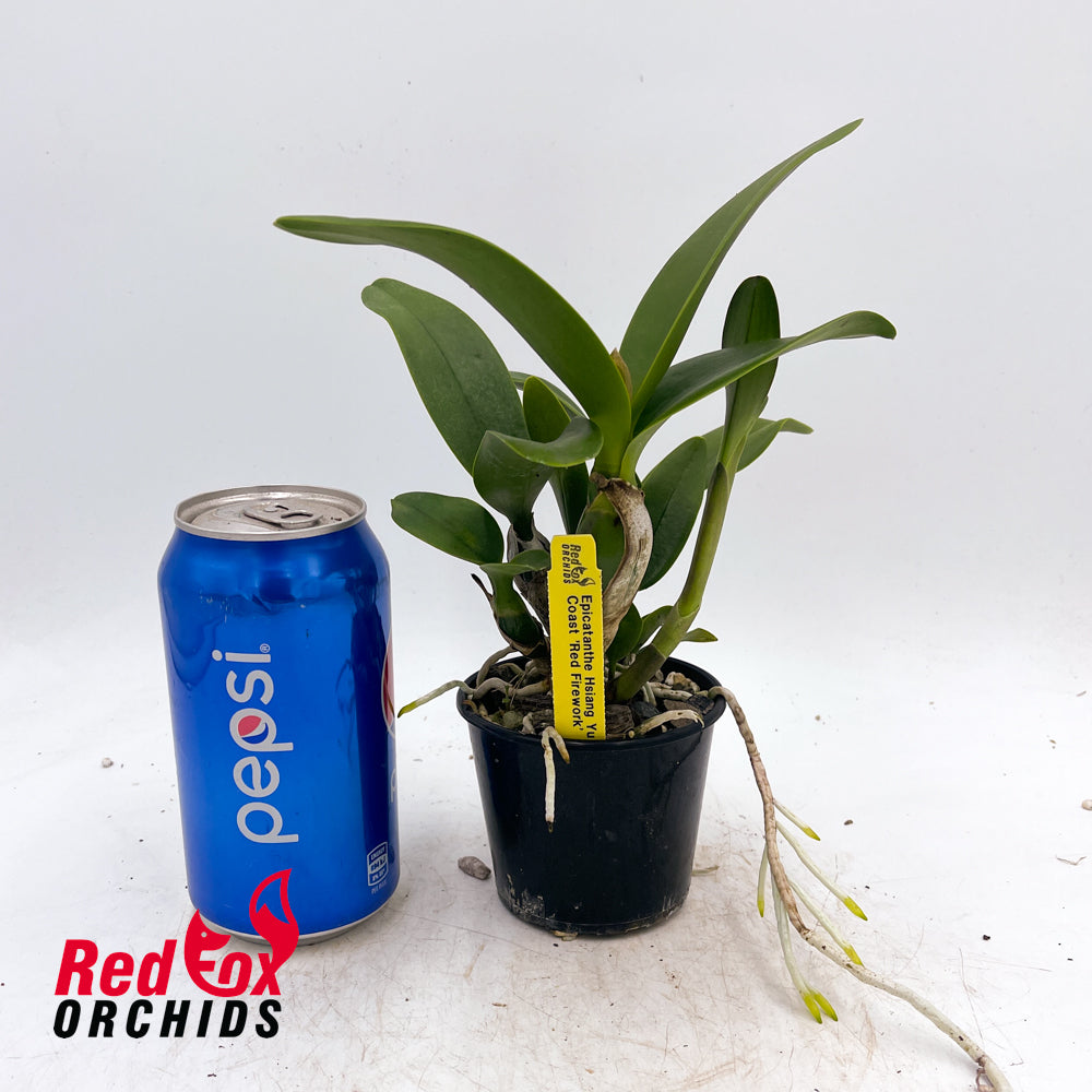Epicatanthe Hsiang Yu Gold Coast 'Red Firework'