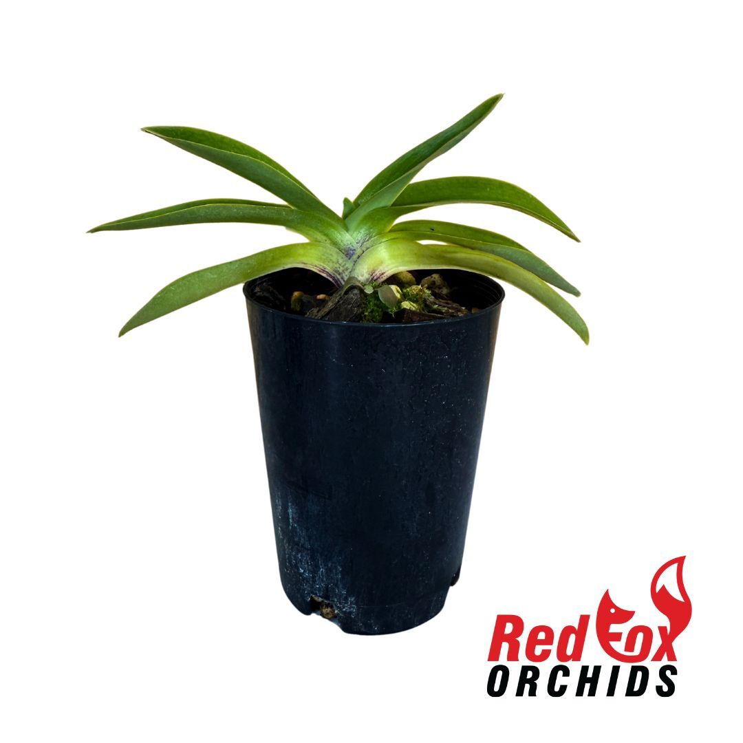 Paphiopedilum spicerianum 'Leaf Small'