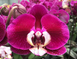 Phalaenopsis Kirei Pearl