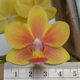 Phalaenopsis Kirei Little Lemon