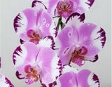Phalaenopsis Thunderbolt