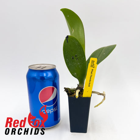Phalaenopsis Thunderbolt