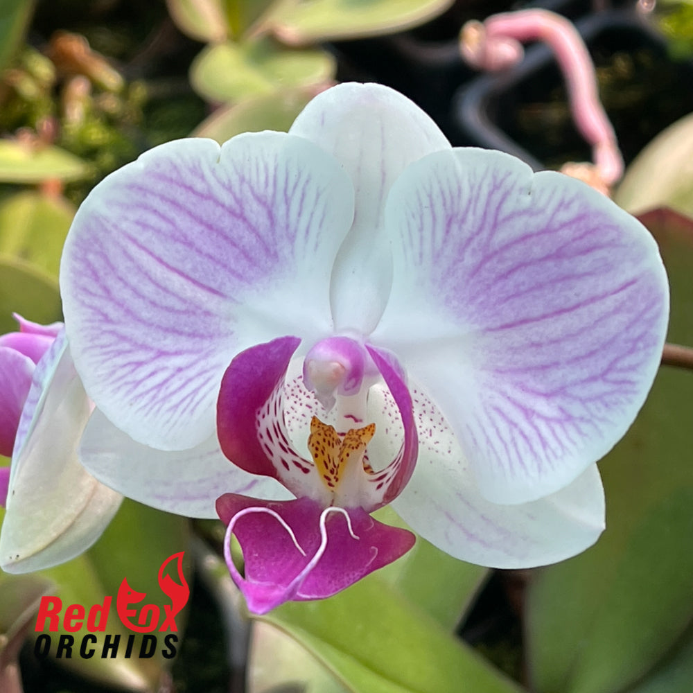Phalaenopsis Japanese Girl