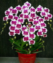 Phalaenopsis God of Prosperity
