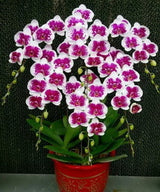 Phalaenopsis God of Prosperity
