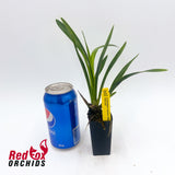 Cymbidium Eastern Wind 'Red Lip Emerald'