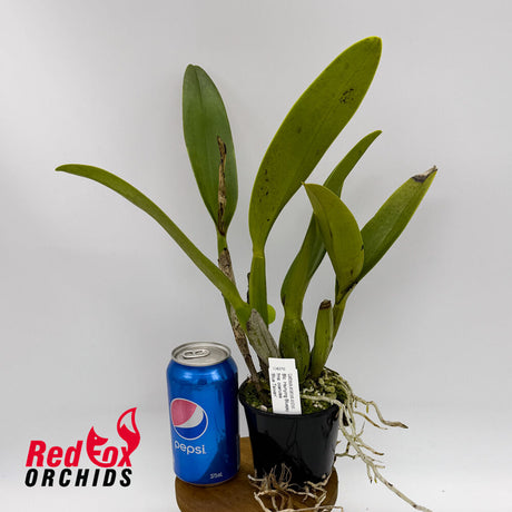 Brassolaeliocattleya Hsinying Bluejay fma. coerulea 'Blue Taiwan'