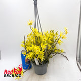Dendrobium Matos