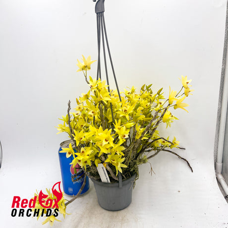 Dendrobium Matos