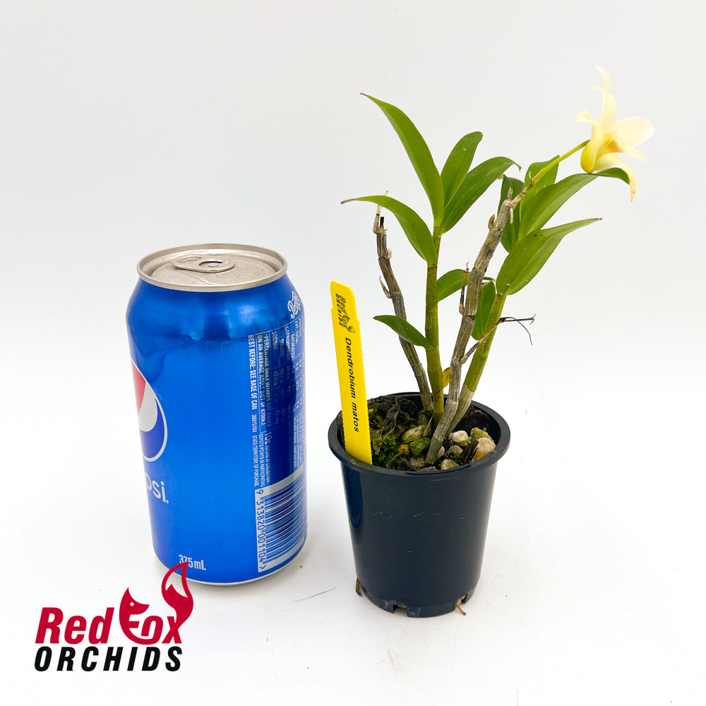 Dendrobium Matos