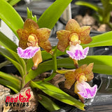 Vanda flabellata