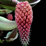 Robiquetia cerina 'Red'
