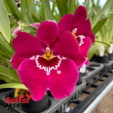 Miltoniopsis Hawaiian Swizzle 'Red Bull'