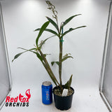 Dendrobium Hilda Poxon