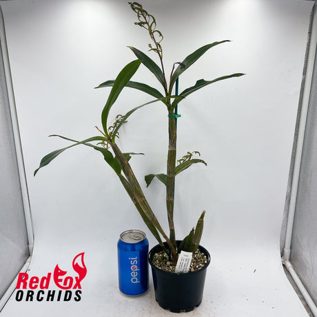 Dendrobium Hilda Poxon