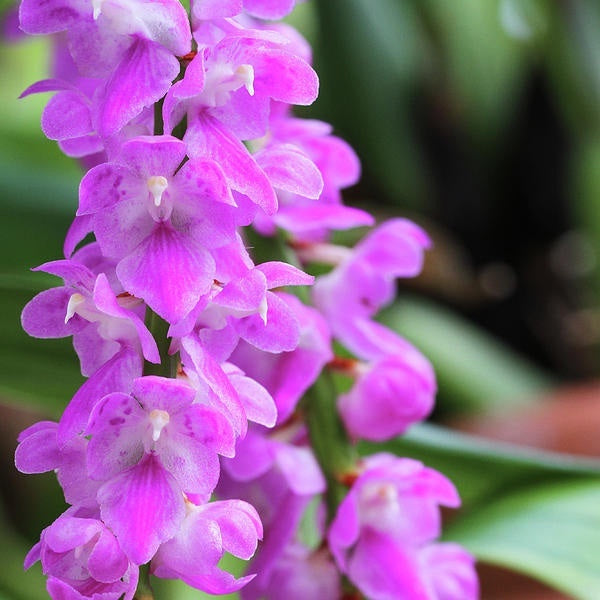 Aerides multiflora
