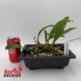Bulbophyllum sicyobulbon