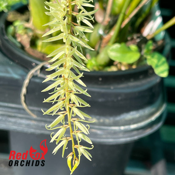 Dendrochilum yuccifolium