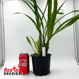 Prosthechea radiata