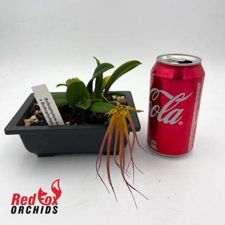 Bulbophyllum tingabarinum x treschii