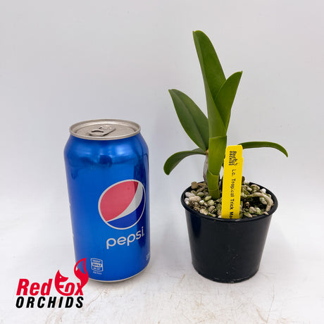Laeliocattleya Tropical Trick 'Machado #1'