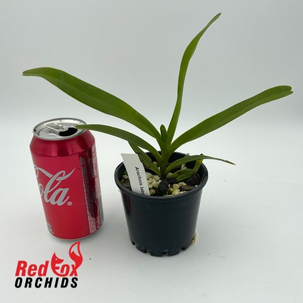 Arachnis labrosa – Red Fox Orchids