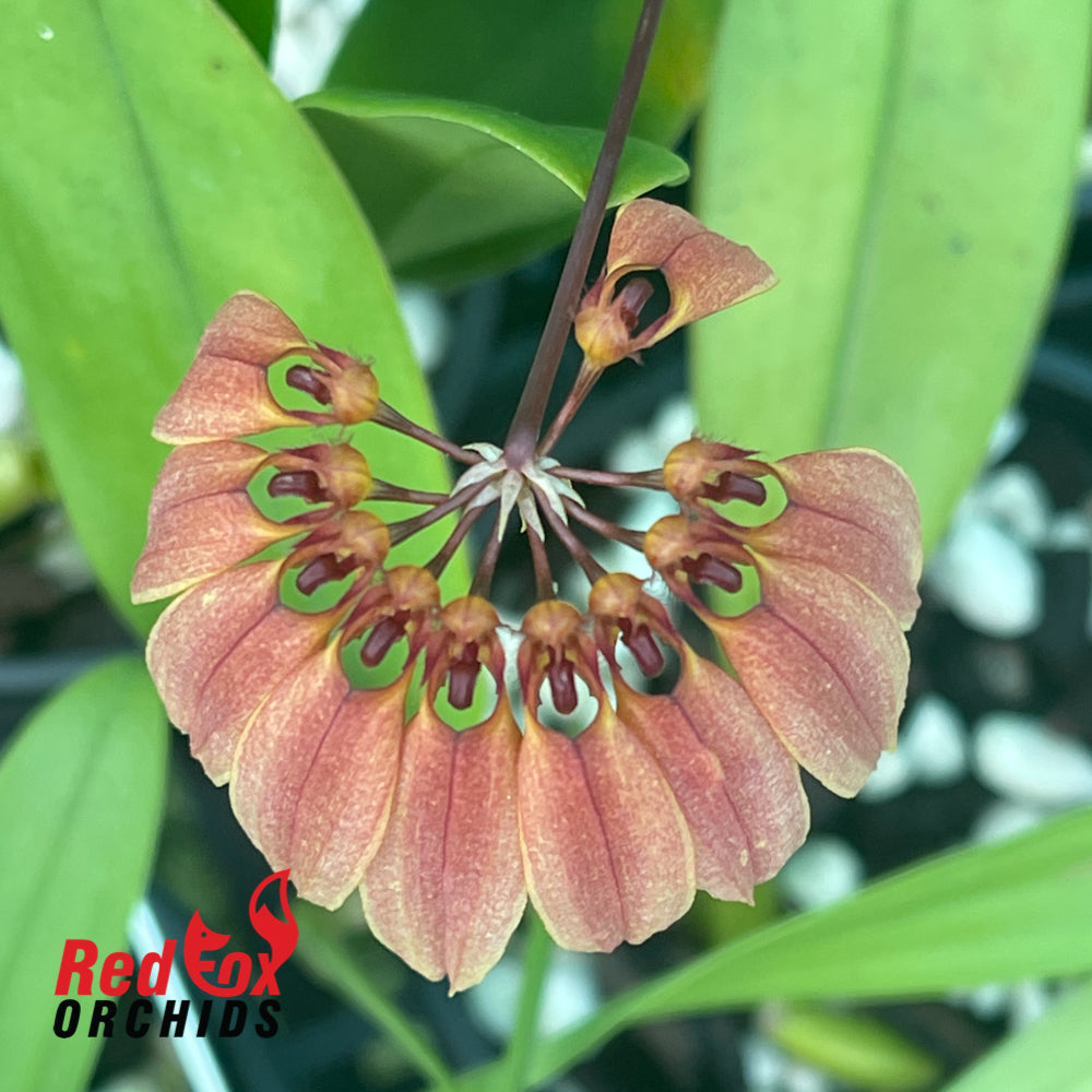 Bulbophyllum Jia Ho Golden Umbrella