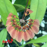 Bulbophyllum Jia Ho Golden Umbrella