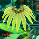 Bulbophyllum mastersianum x brevibrachiatum