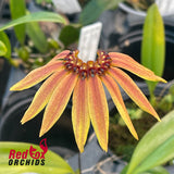Bulbophyllum mastersianum x brevibrachiatum