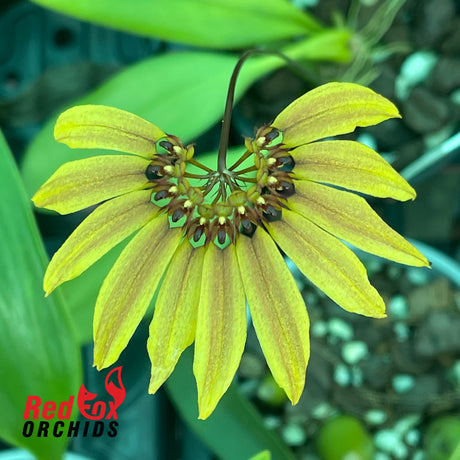 Bulbophyllum mastersianum x brevibrachiatum