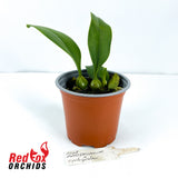 Bulbophyllum mastersianum x cyclospalan