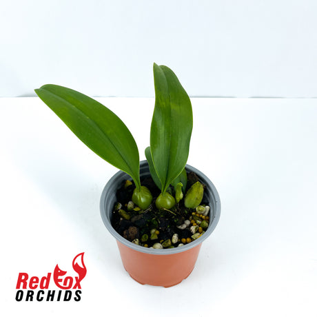 Bulbophyllum mastersianum x cyclospalan