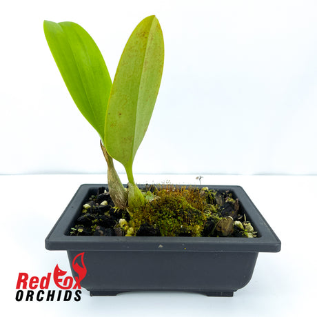 Bulbophyllum Meen Mellow Moon x pahudii