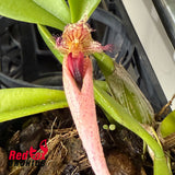 Bulbophyllum Rungsan Viraphadhli